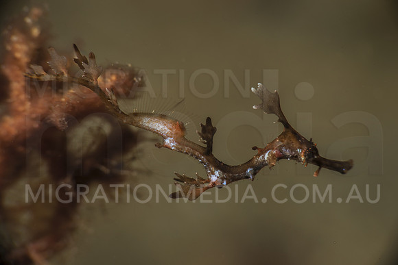 Juvenile Weedy Sea Dragon
