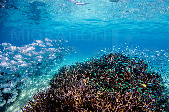 Staghorn Coral and Chromis Trevally Stand-Off