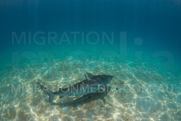 Tiger Shark Swimming Along Sand