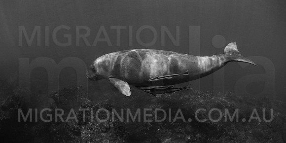 Dugong B&W