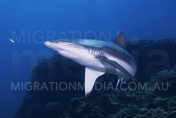 Grey Reef Shark Charging