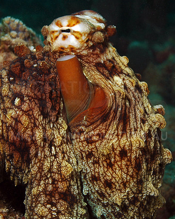 Octopus Cyphon
