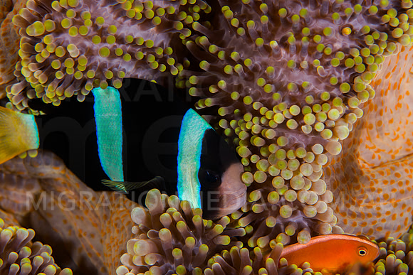Clarke's Anemonefish