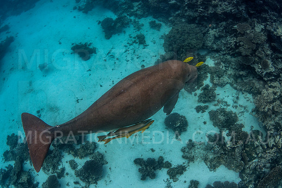 Dugong Swimming