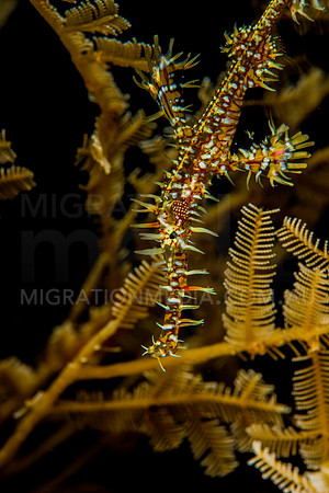 Orange Yellow Ornate Ghost Pipefish in Hydroid CLose-Up