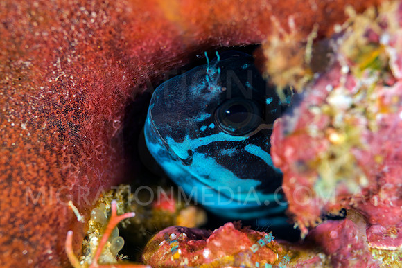 Black Comb-Tooth Blenny