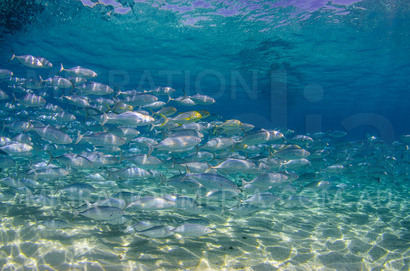 Bludger and Golden Trevally