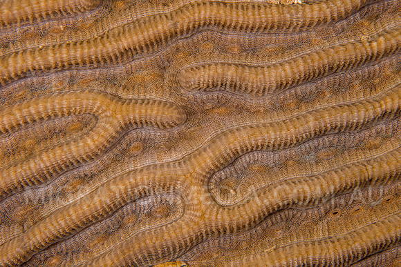 Coral Pattern