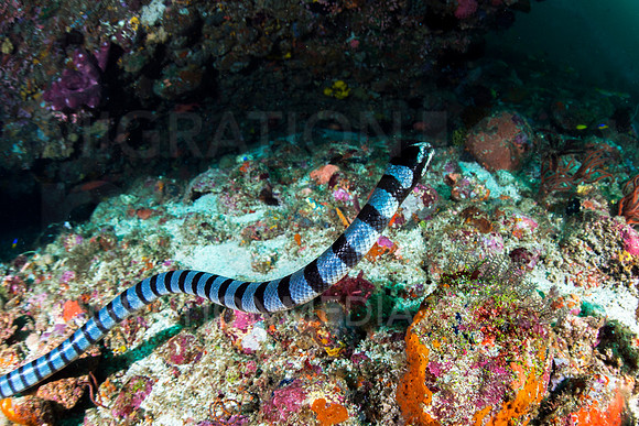 Banded Sea Snake