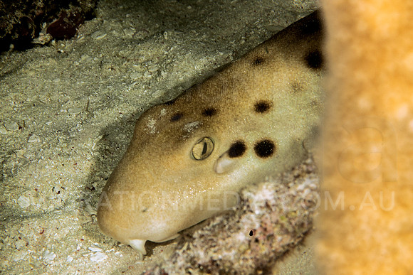 Epaulette Shark Hiding
