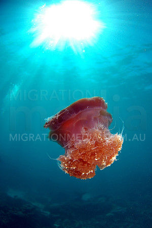 Pink Jellyfish Sunball (3)