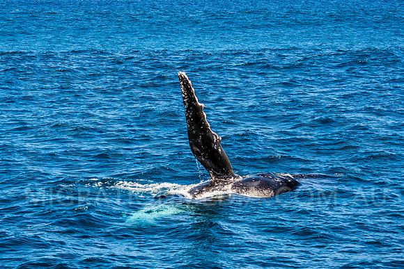 Humpback Whale Playing