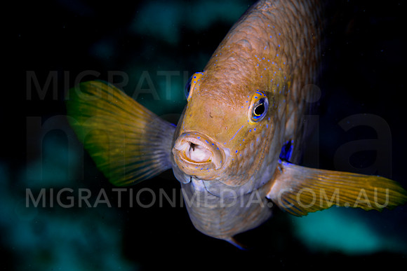 White Damselfish