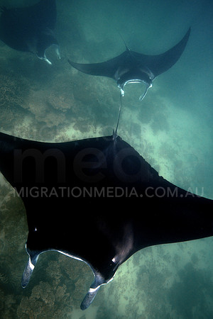 Manta Ray Chase