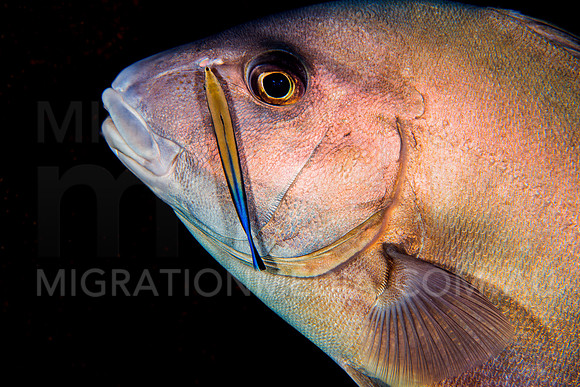 Sweetlips Black Background with Cleaner Wrasse