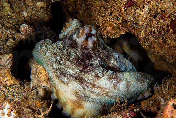 Octopus in Rocks