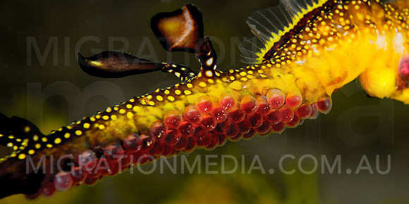Weedy Sea Dragon Clutching Eggs