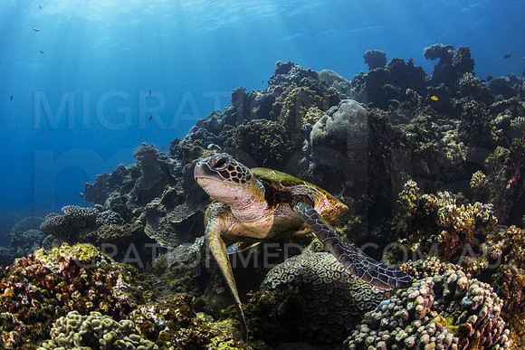Green Turtle Towards Camera