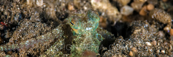 Juvenile Octopus Panoramic
