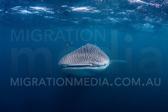 Big Whaleshark with Golden Trevally