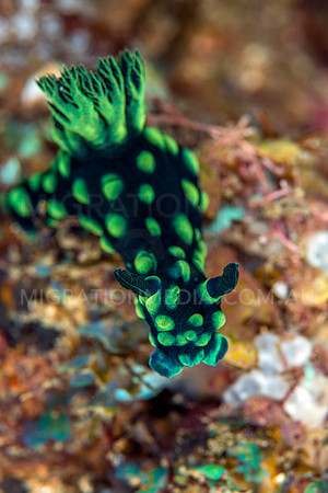 Green Nembrotha Nudi's (2)