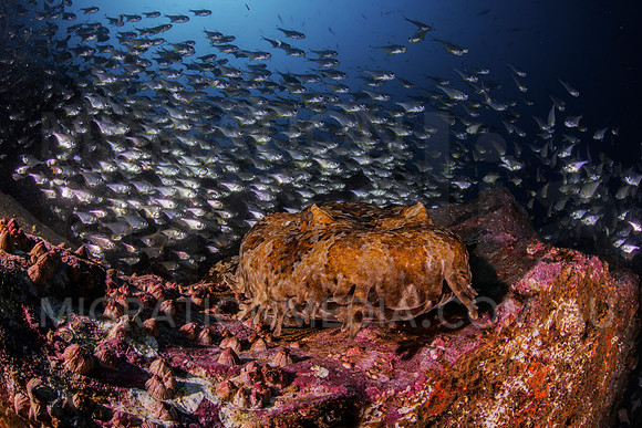 Wobbegong Surrounded by Fish
