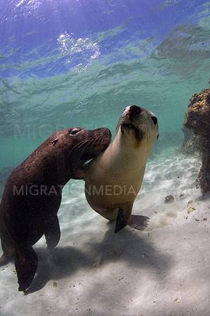 Australian Sea Lion Love