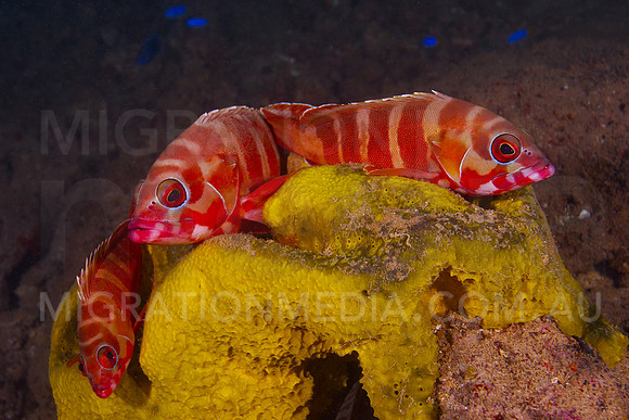 Red Groper Trio