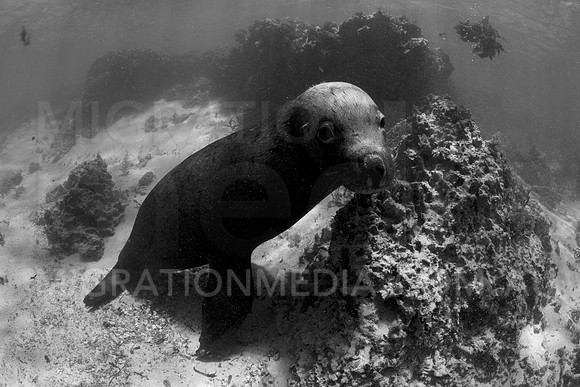 Australian Sea Lion B&W