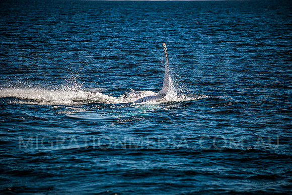 Humpback Whale Pectoral Fin Slap