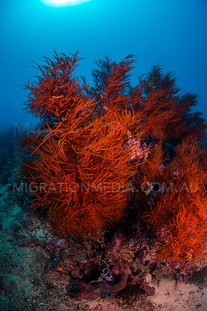 Large Red Black Coral