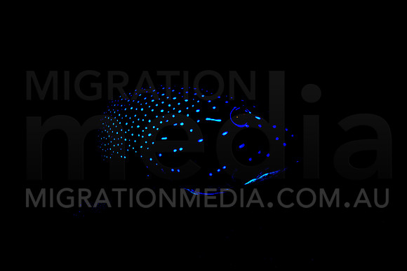 Grouper Pop