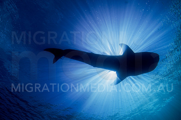 Whaleshark Silhouette Sunrays