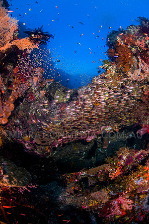 Glassfish on Shipwreck Structure