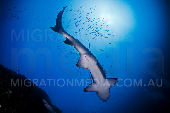 Grey Nurse Shark Tail Sunball