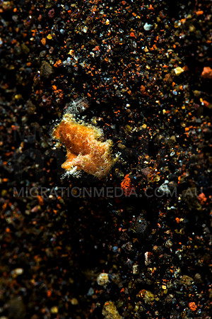 Tiny Juvenile Frogfish (1)