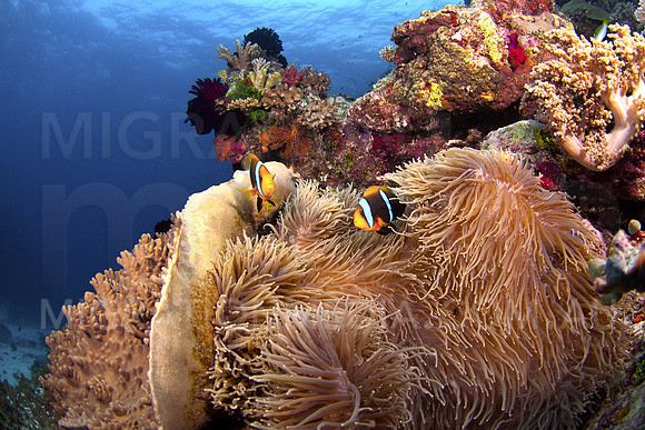 Anemone Scene