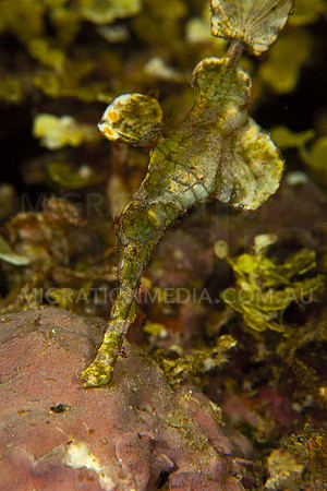 Halimeda Ghostpipefish