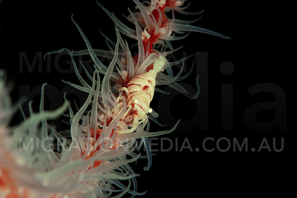 Whip Coral Shrimp Close