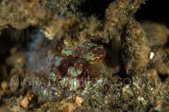 Juvenile Octopus Eye