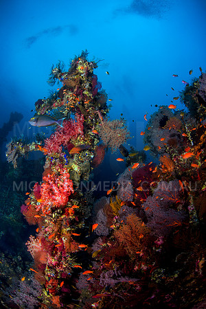Beautiful Coral Cover on Wreck