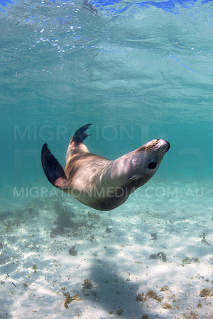Australian Sea Lion Playing