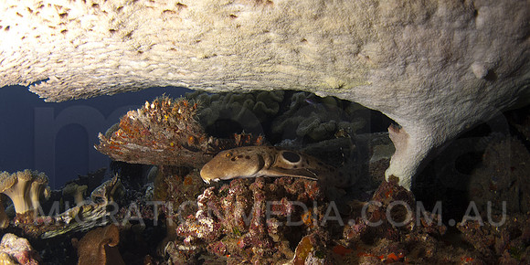 Epaulette Shark
