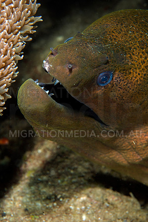 Curious Giant Moray Eel