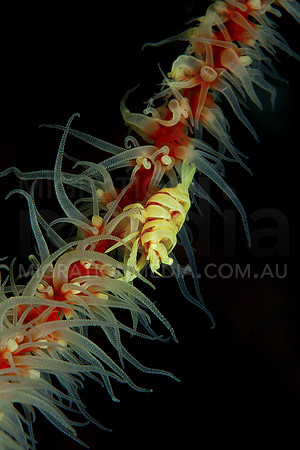 Whip Coral Shrimp