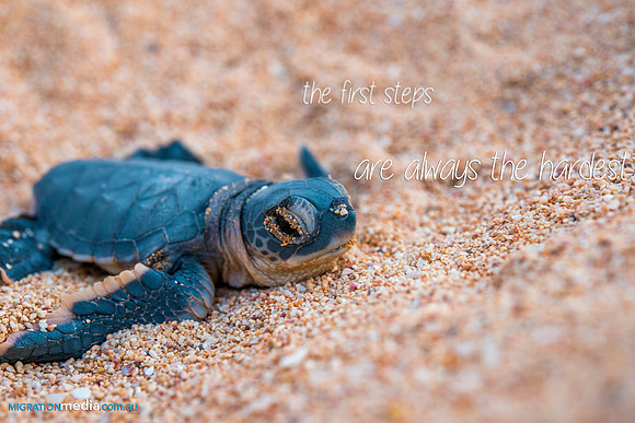 Turtle Hatchling