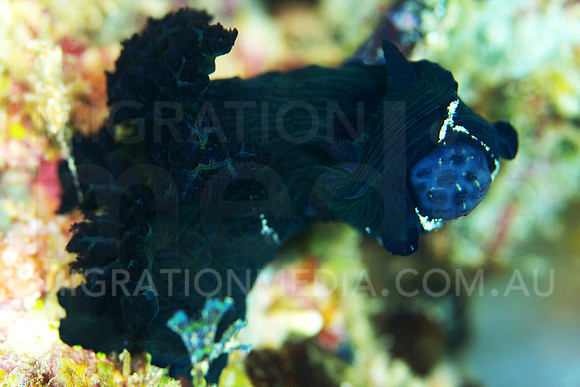 Large Green Nudibranch
