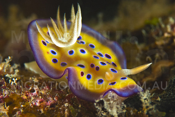 Krunei Nudibranch Wide
