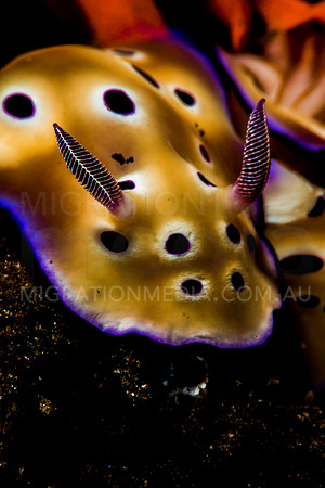 Chromodoris Nudibranchs Laying Eggs (1)