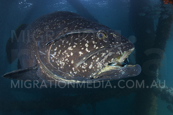 Giant Queensland Grouper Side Profile
